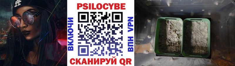 Псилоцибиновые грибы Cubensis  OMG как войти  Торжок 