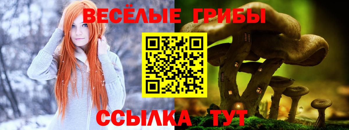 Торжок  как найти наркотики  Вход с VPN  Псилоцибиновые грибы Psilocybine cubensis 